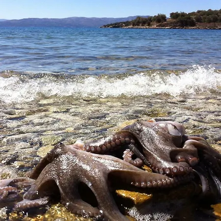 Sea Front - Porto Buffalo - Evia Appartement *